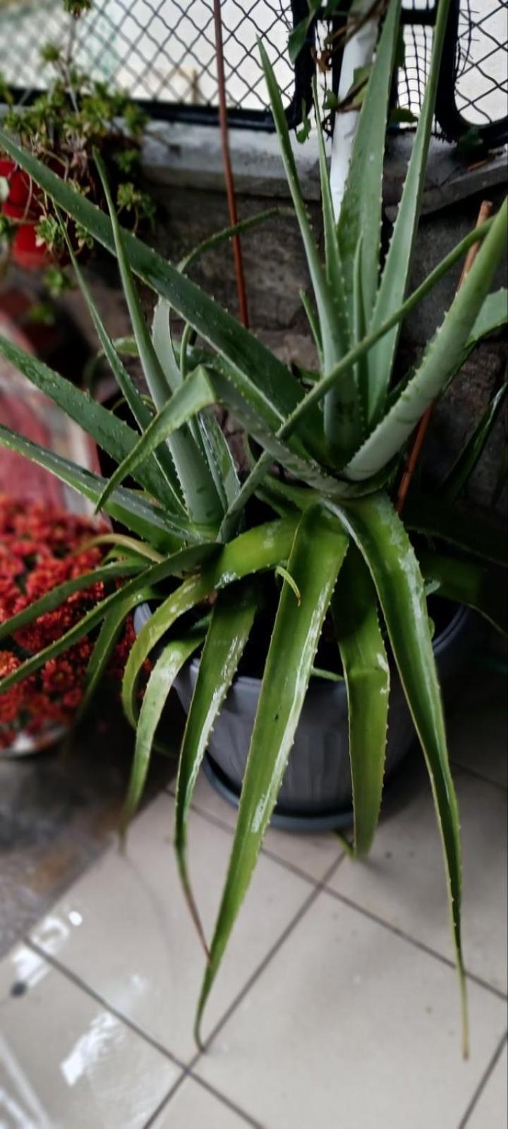 شقة Garden'S House كافالا المظهر الخارجي الصورة