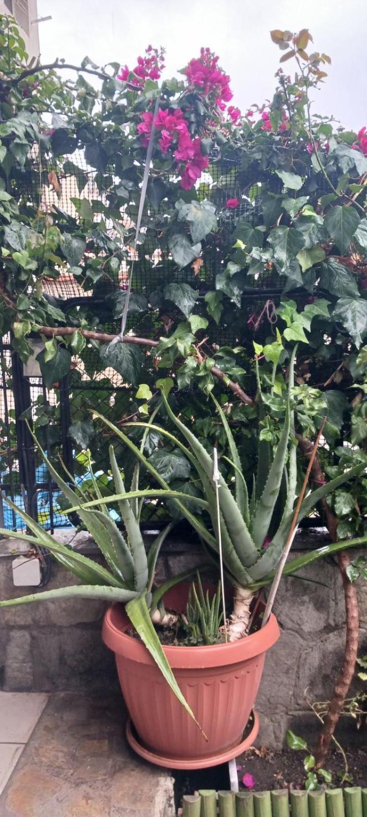 شقة Garden'S House كافالا المظهر الخارجي الصورة